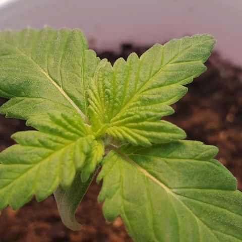 Rose growlog photo: New Growth