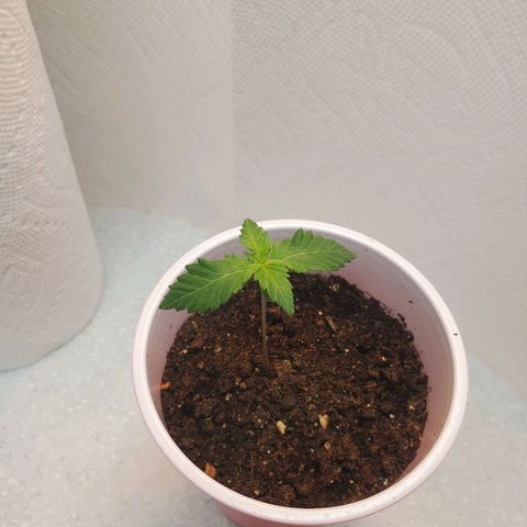 Rose growlog photo: New Growth