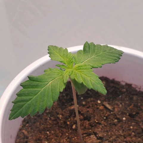 Rose growlog photo: New Growth