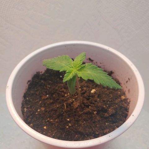 Rose growlog photo: Morning
