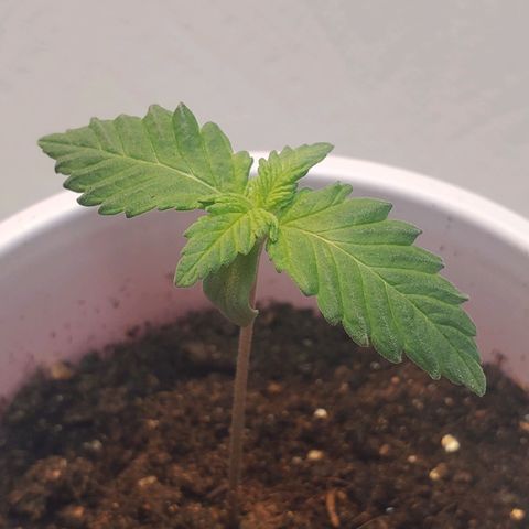 Rose growlog photo: Morning