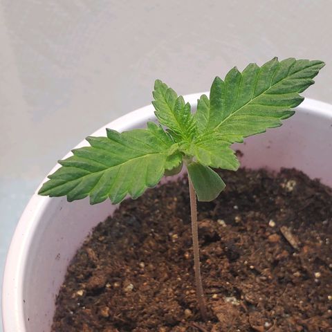 Rose growlog photo: Evening