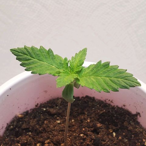 Rose growlog photo: Evening