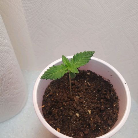 Rose growlog photo: Evening