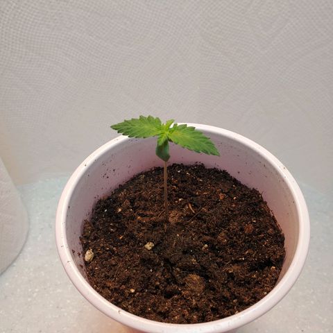 Rose growlog photo: Morning