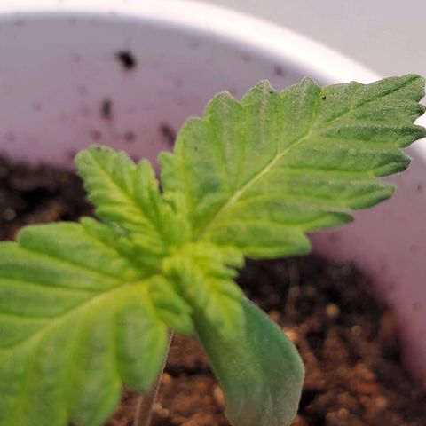 Rose growlog photo: Morning