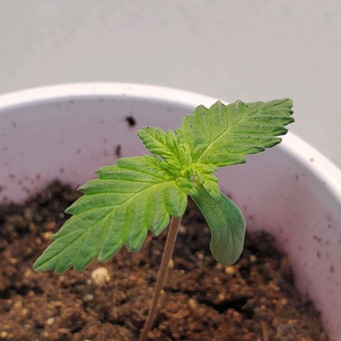 Rose growlog photo: Morning