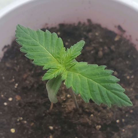 Rose growlog photo: Afternoon