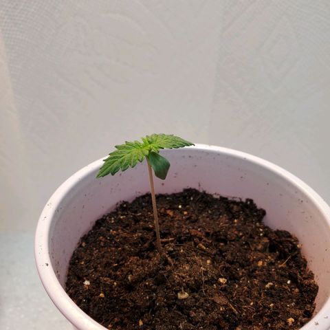 Rose growlog photo: Morning
