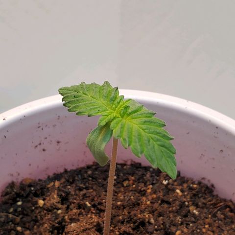 Rose growlog photo: Morning