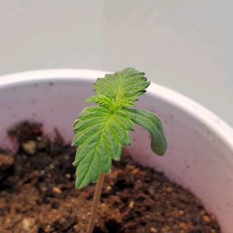 Rose growlog photo: Morning