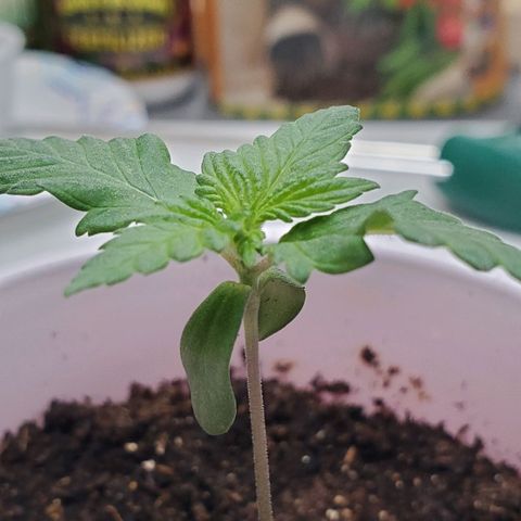 Rose growlog photo: Afternoon...  vertical separation happening