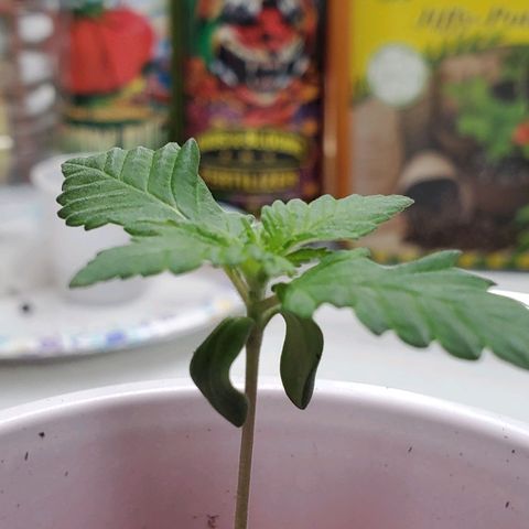Rose growlog photo: Afternoon...  vertical separation happening