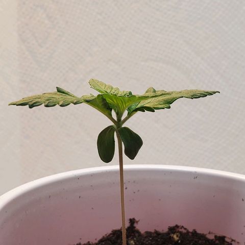 Rose growlog photo: Evening