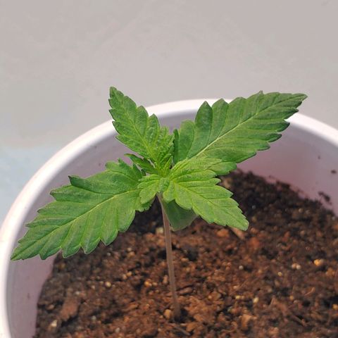 Rose growlog photo: Evening
