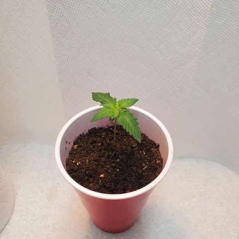 Rose growlog photo: Morning