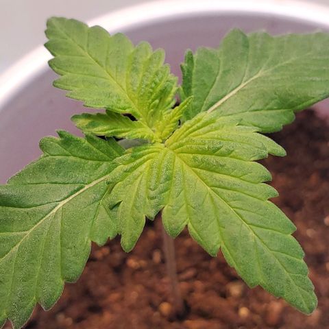Rose growlog photo: Morning