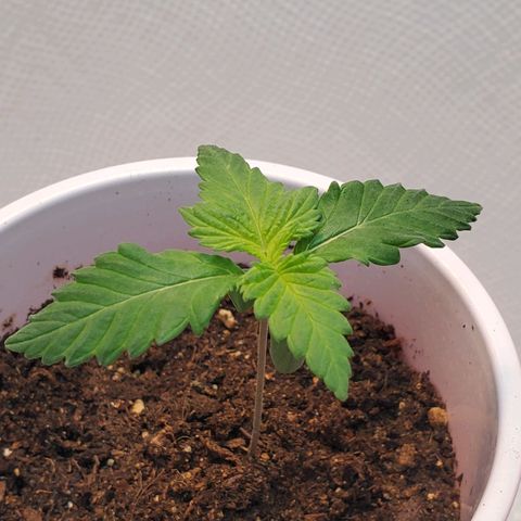 Rose growlog photo: Morning
