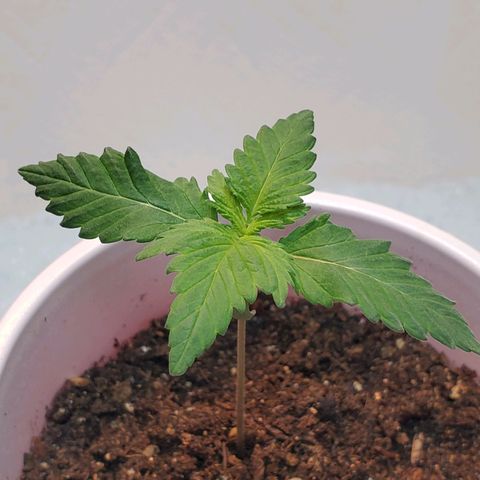 Rose growlog photo: Afternoon