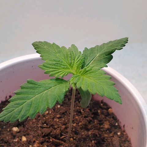 Rose growlog photo: Afternoon