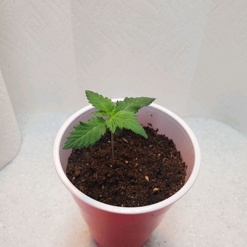 Rose growlog photo: Afternoon