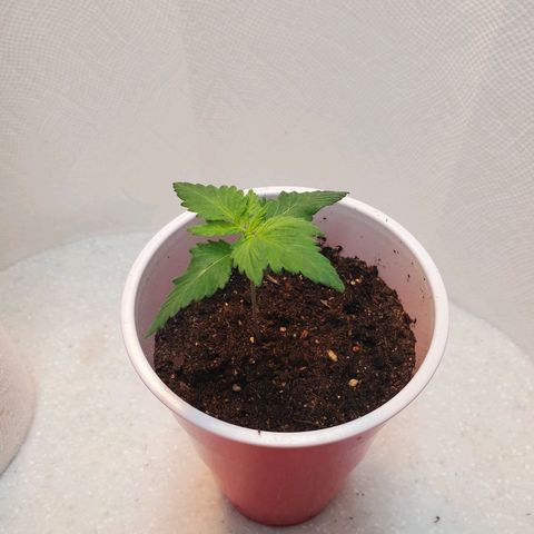 Rose growlog photo: Fungus Gnat this morning
Lots of new growth though