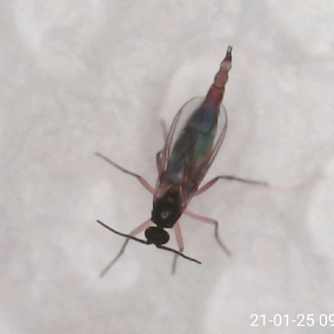 Rose growlog photo: Fungus Gnat this morning
Lots of new growth though