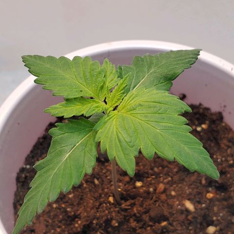 Rose growlog photo: Fungus Gnat this morning
Lots of new growth though