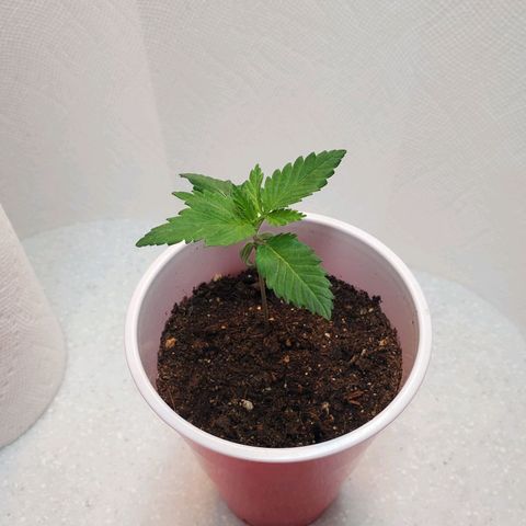 Rose growlog photo: Evening