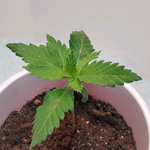 Rose growlog photo: Evening