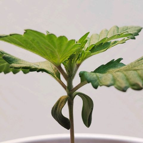 Rose growlog photo: Evening