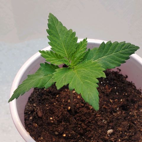 Rose growlog photo: Evening