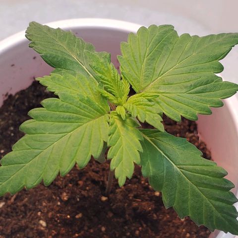 Rose growlog photo: Morning