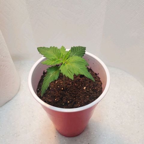 Rose growlog photo: Morning