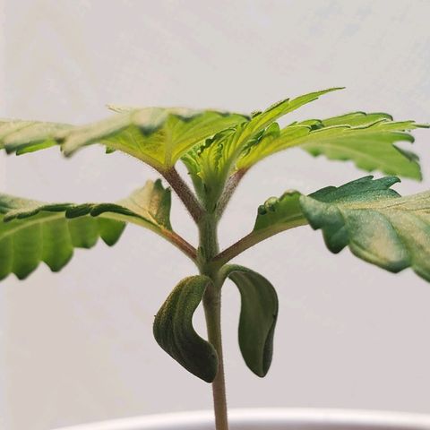 Rose growlog photo: Morning