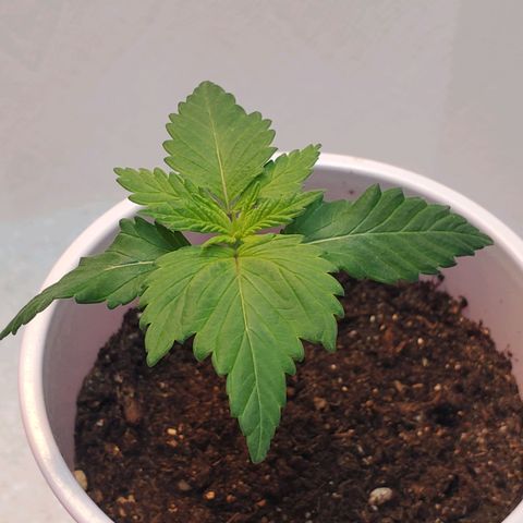 Rose growlog photo: Morning