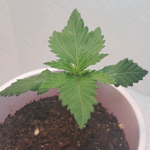 Rose growlog photo: Evening