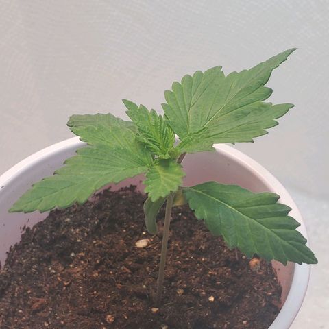 Rose growlog photo: Evening