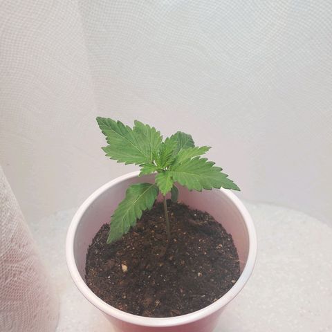 Rose growlog photo: Evening
