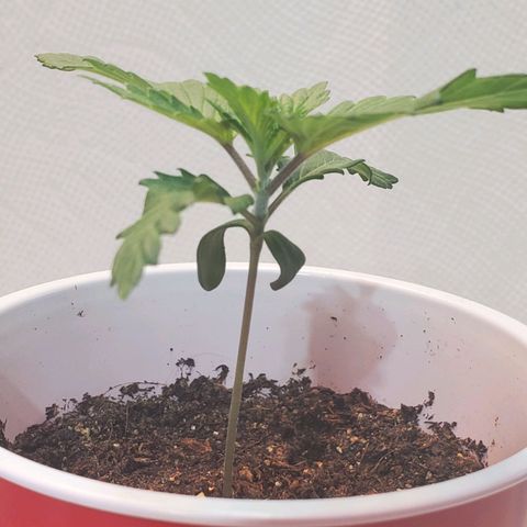 Rose growlog photo: Evening
