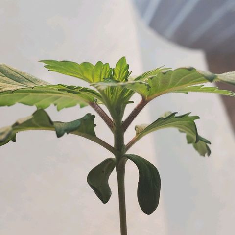 Rose growlog photo: Morning