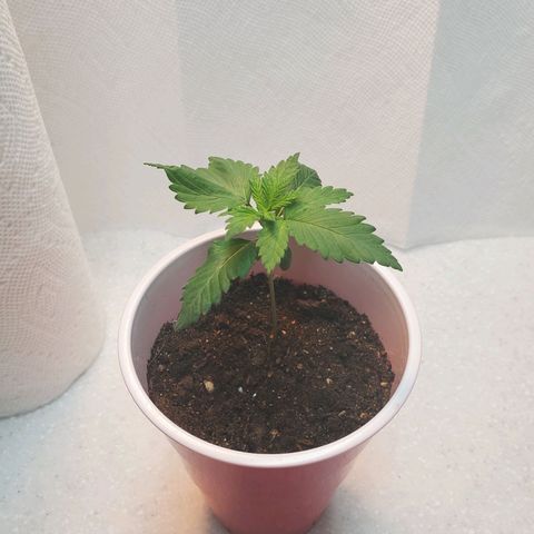 Rose growlog photo: Morning