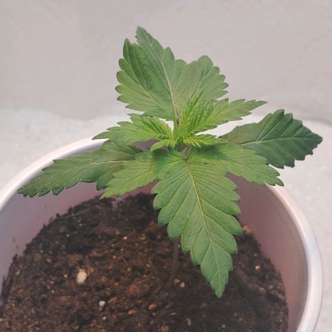 Rose growlog photo: Morning
