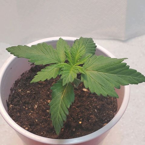 Rose growlog photo: Morning