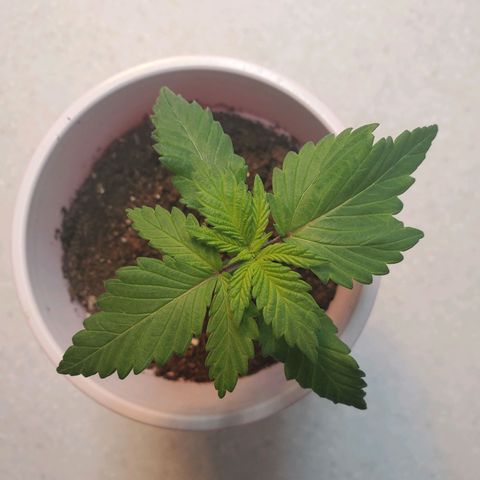 Rose growlog photo: Morning