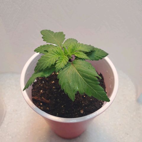 Rose growlog photo: Morning