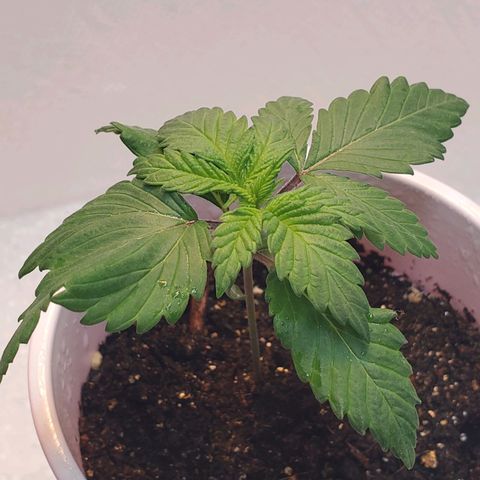 Rose growlog photo: Morning