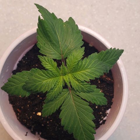 Rose growlog photo: Morning