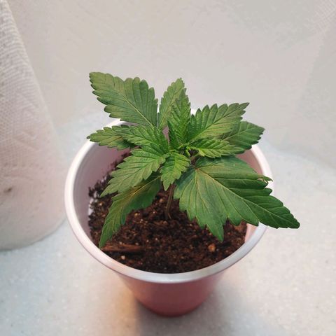 Rose growlog photo: Evening