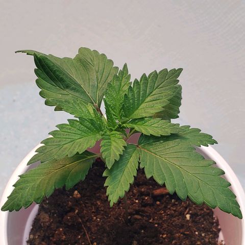 Rose growlog photo: Evening